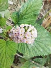 Heliotropium indicum