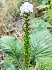 Heliotropium indicum