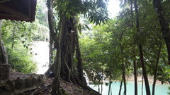 Ficus costaricana