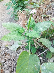 Heliotropium indicum