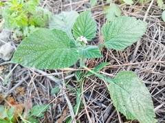 Heliotropium indicum