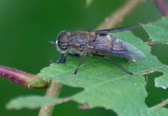 Hybomitra epistates