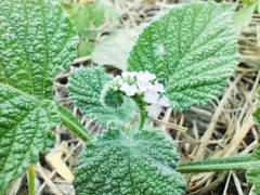 Heliotropium indicum