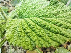 Heliotropium indicum