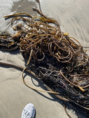 Macrocystis pyrifera