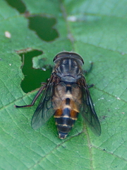 Hybomitra epistates