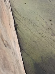Gonatodes caudiscutatus