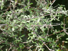 Olearia odorata