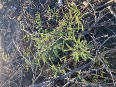 Prosopis