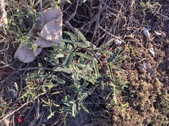 Prosopis