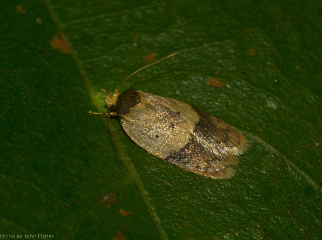 Eulechria sphaeroides