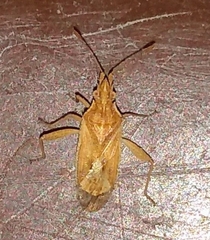 Harmostes