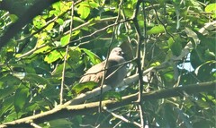 Patagioenas flavirostris