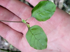 Coprosma rotundifolia