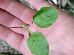 Coprosma rotundifolia