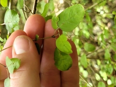 Coprosma rotundifolia