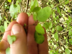 Coprosma rotundifolia
