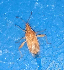Harmostes