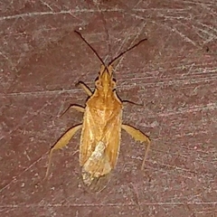 Harmostes