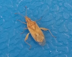Harmostes