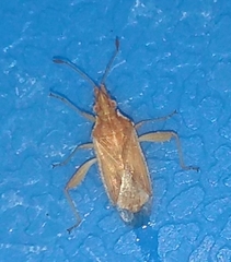 Harmostes