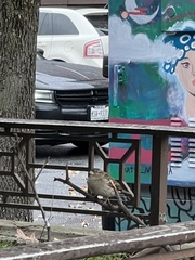 Passer domesticus