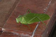 Steirodon