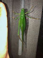 Steirodon