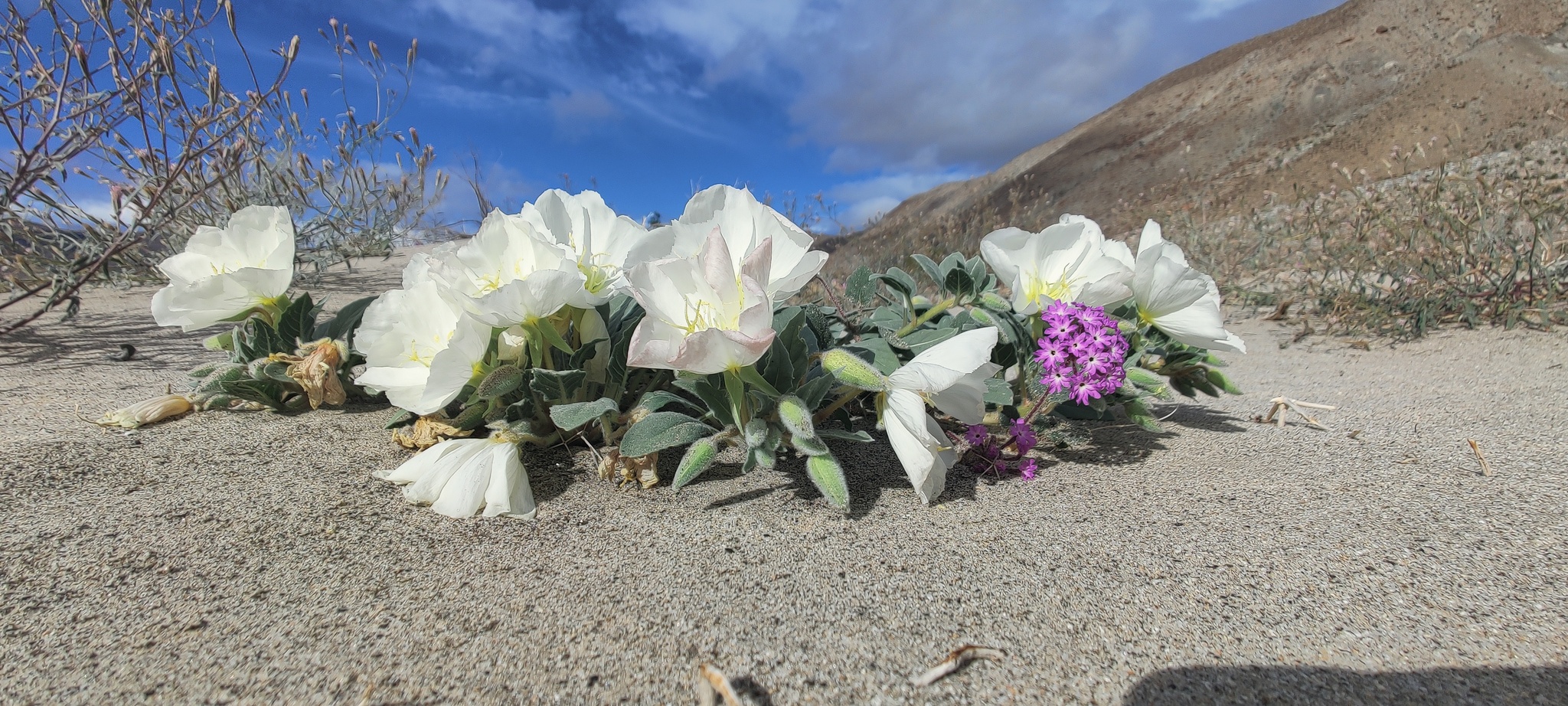Oenothera deltoides ssp. deltoides