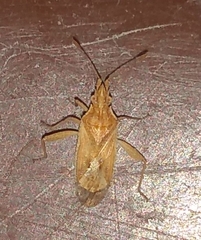 Harmostes