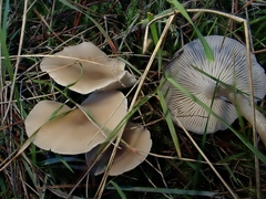 Clitocybe metachroa