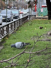 Columba livia domestica