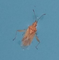 Harmostes