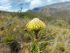 Leucospermum lineare