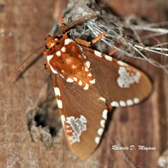 Rhodorhipha subflammans