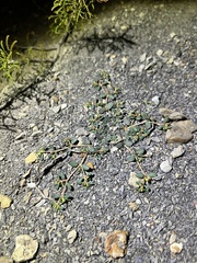 Euphorbia cryptorubra
