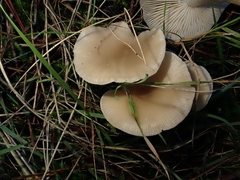 Clitocybe metachroa