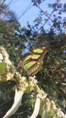 Philaethria pygmalion