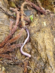 Pheretima darnleiensis