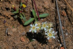 Ivesia argyrocoma