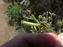 Nicotiana paniculata