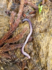 Pheretima darnleiensis