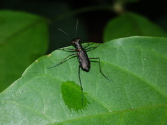 Cicindelinae
