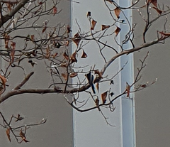 Aegithalos caudatus trivirgatus