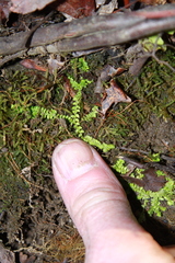 Selaginella apoda