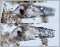 Cylindrifflugia acuminata