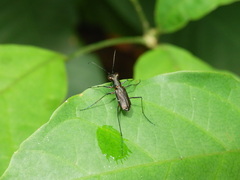 Cicindelinae