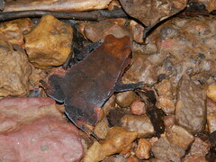 Rhinella castaneotica