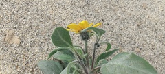 Helianthus petiolaris canescens