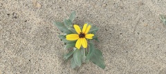 Helianthus petiolaris canescens